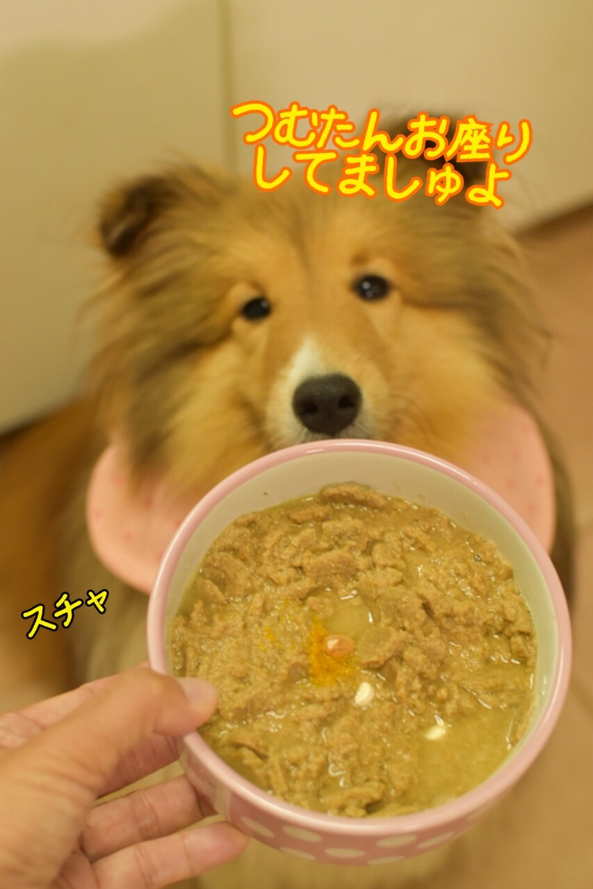 後世に残したい公正な話 抗生剤を残す つむぎさん シェルティ こむっ 後世に残したい公正な話 抗生剤を残す つむぎさん シェルティ こむっ