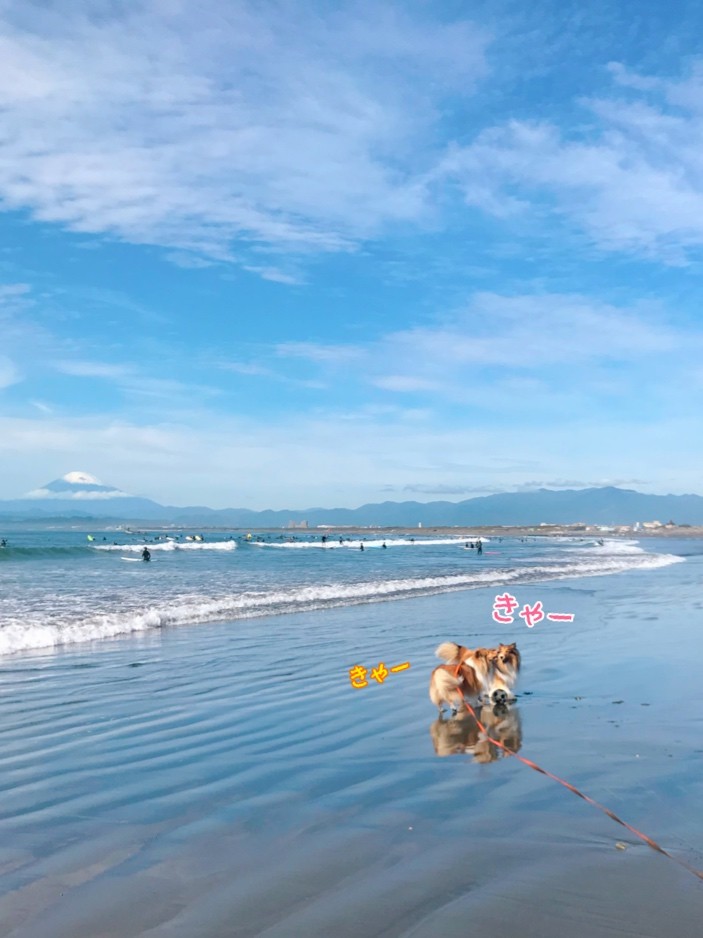 昨日の海んぽ こむつむさん こむつむは撮影自由なフリー素材 シェルティ こむっ