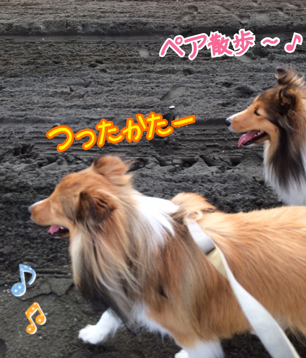今朝んぽ ビーチには色々面白い話が転がってるのね シェルティ こむっ