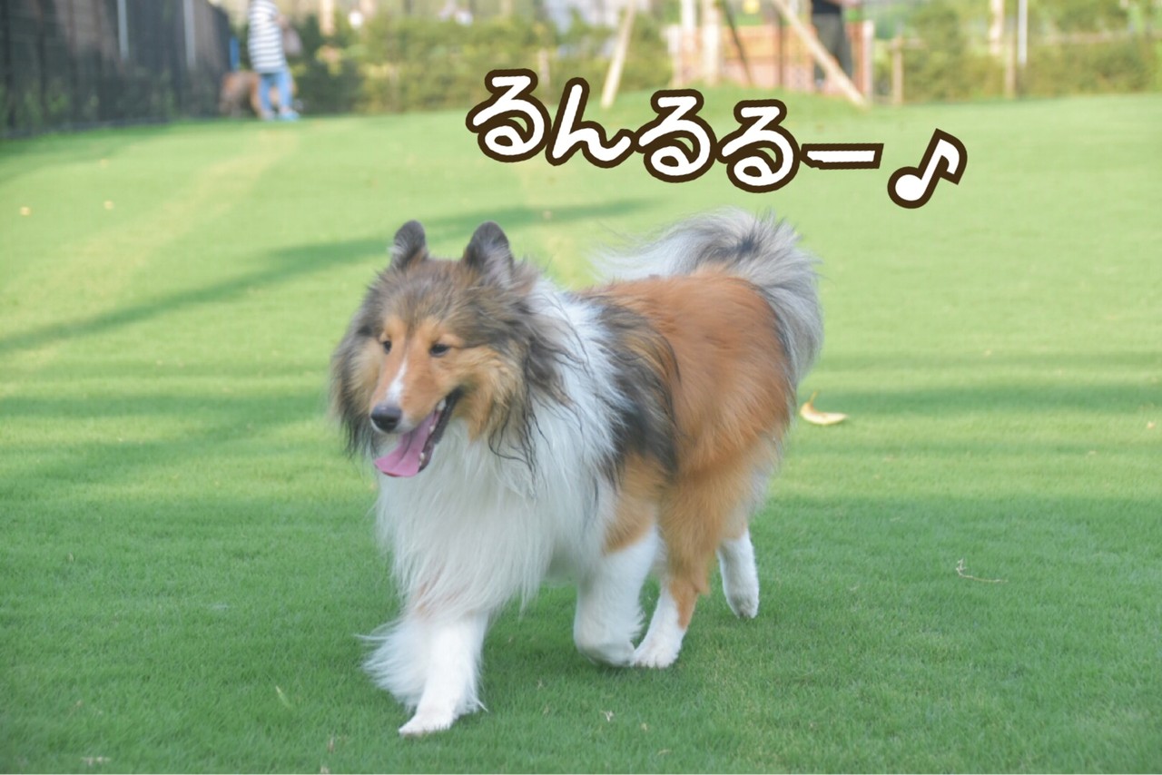 新横浜ドッグラン ナイトランで涼しく夜遊びらんららーん シェルティ こむっ