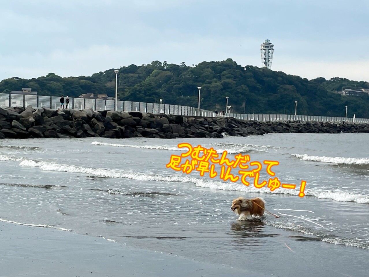 ツナで繋がる友達の輪 シェルティ こむっ