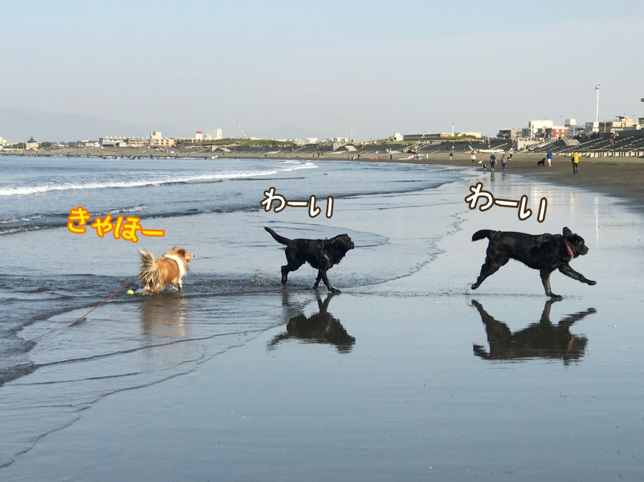 昨日と今日のこむつむさん 疲れた犬はいい犬 とは言うけれど シェルティ こむっ