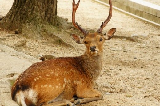 私たち夫婦を動物に例えると 専業主婦が自分でお金を稼ぐには