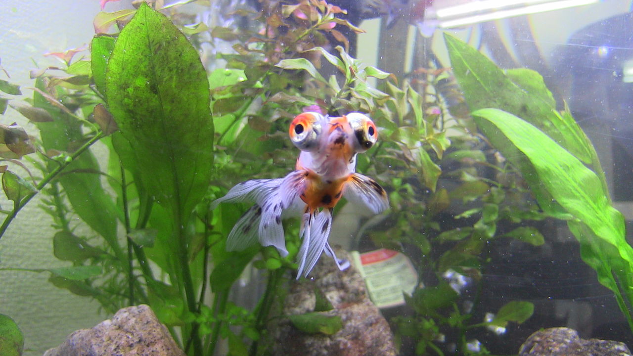 2週間ぶりの外部フィルター掃除 初心者から始めるアクアリウム