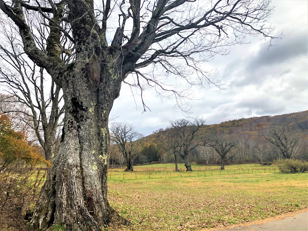 10 26 月 奥志賀 かやの平トレッキングツアー Diamond Dust