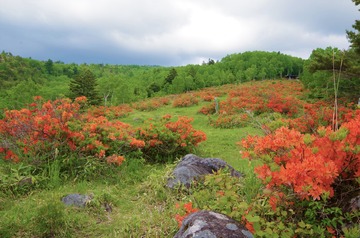 今年は行けないレンゲツツジ咲く五味池破風高原 Diamond Dust