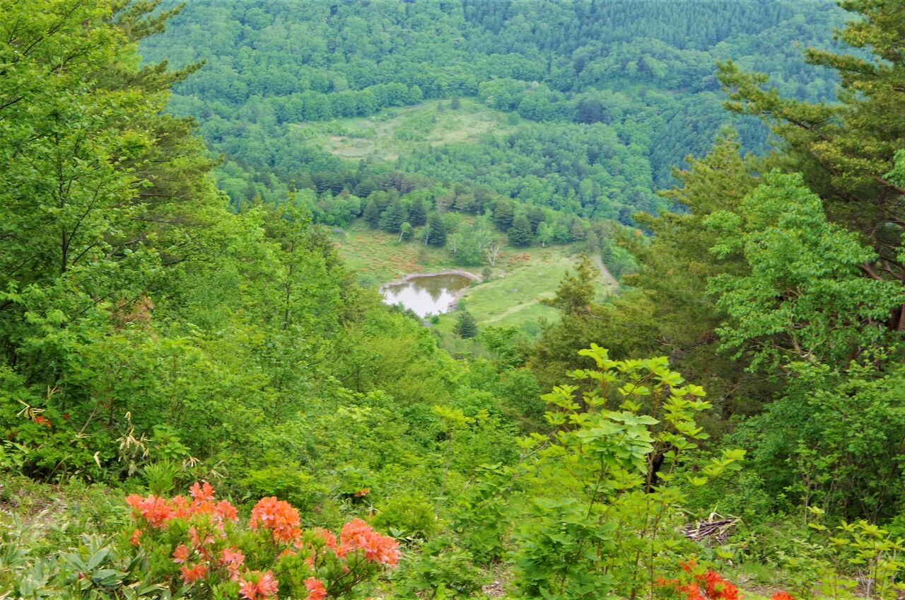 今年は行けないレンゲツツジ咲く五味池破風高原 Diamond Dust