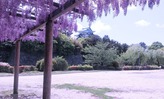 名古屋城と藤