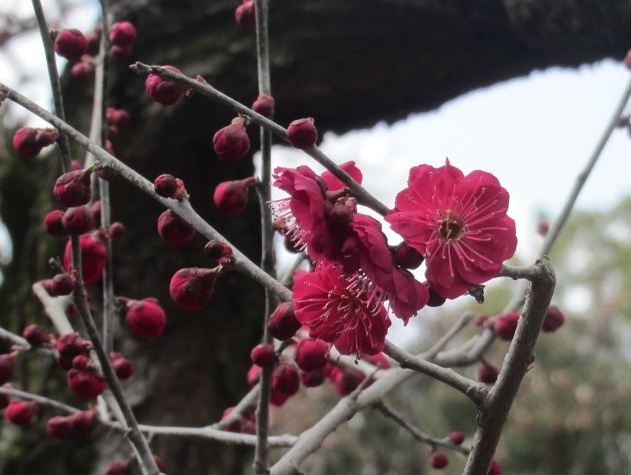 道明寺天満宮７