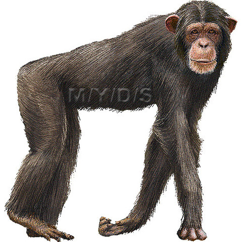 チンパンジー(30kg)対筋トレガチ勢おじさん(90kg)、どちらが強い？