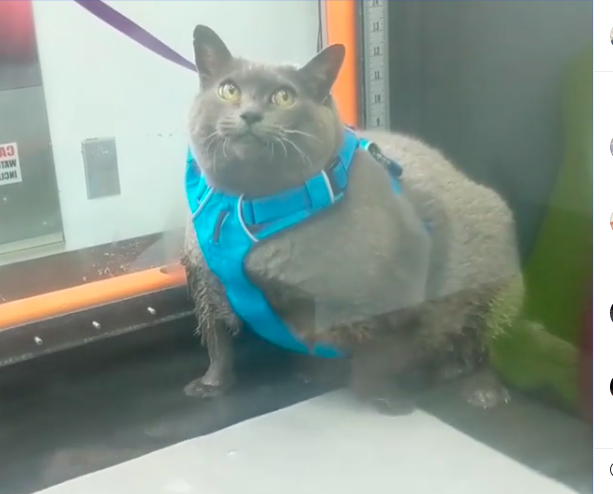 動画】太った猫が不機嫌な顔でランニングマシンでエクササイズさせ