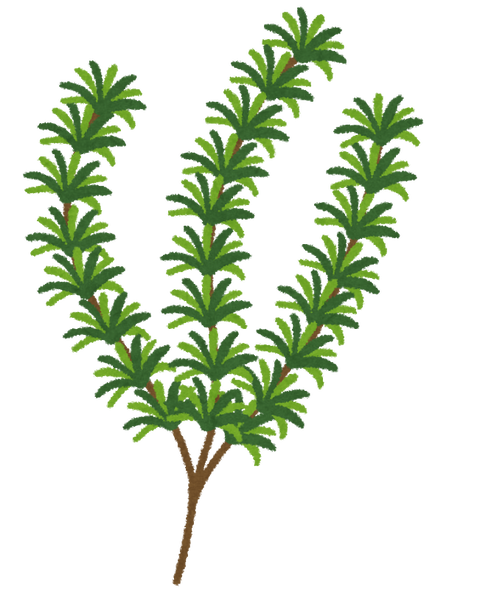 herb_rosemary