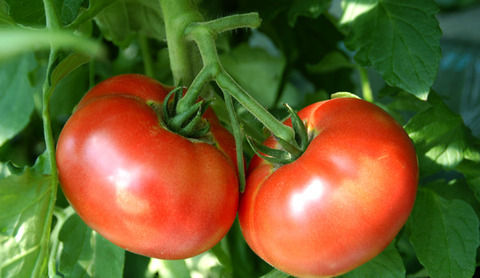 トマトとかいう栄養面最強の野菜wwwww