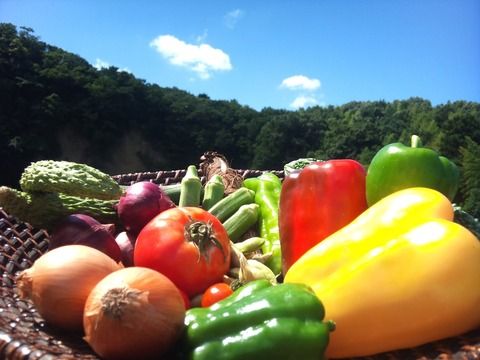 バカ「大学生は野菜が不足しがち。食生活がコンビニ弁当に偏りがち」←これｗｗｗ