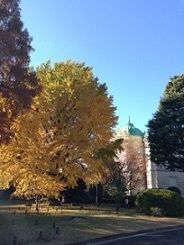 銀杏