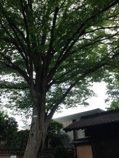 五島美術館