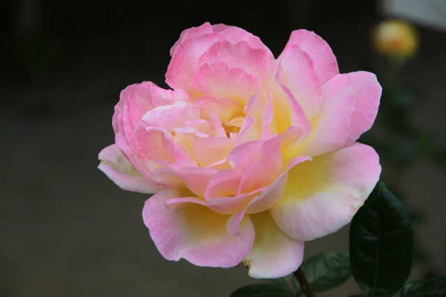 Canon Eos 7d ピクチャースタイル ナイスショット 撮り隊