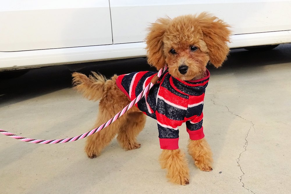 トイプードル はな 生後4ヶ月15日 自転車deフィットネス 愛犬はな日記
