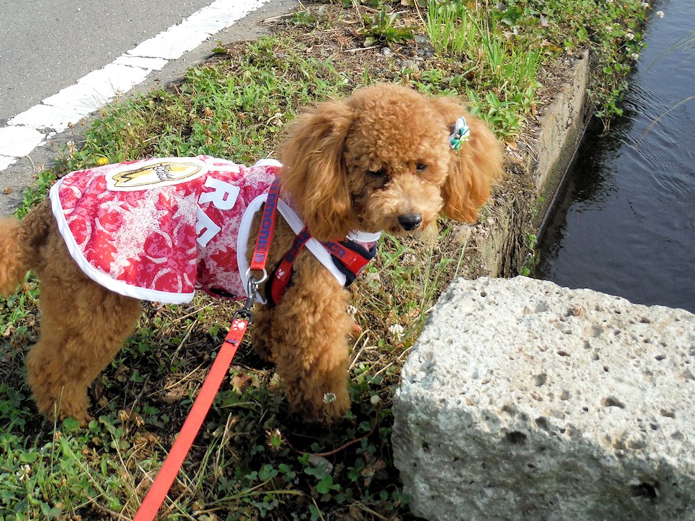 トイプードル はな 生後10ヶ月15日 自転車deフィットネス 愛犬はな日記