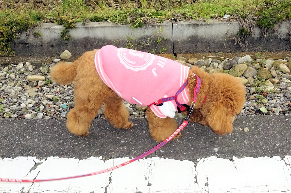 トイプードル はな 生後1歳4ヶ月6日 自転車deフィットネス 愛犬はな日記