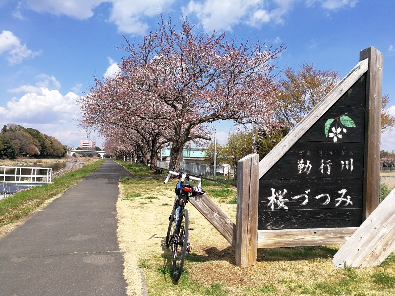 筑西市サイクリングロード沿いの開花状況 自転車deフィットネス 愛犬はな日記