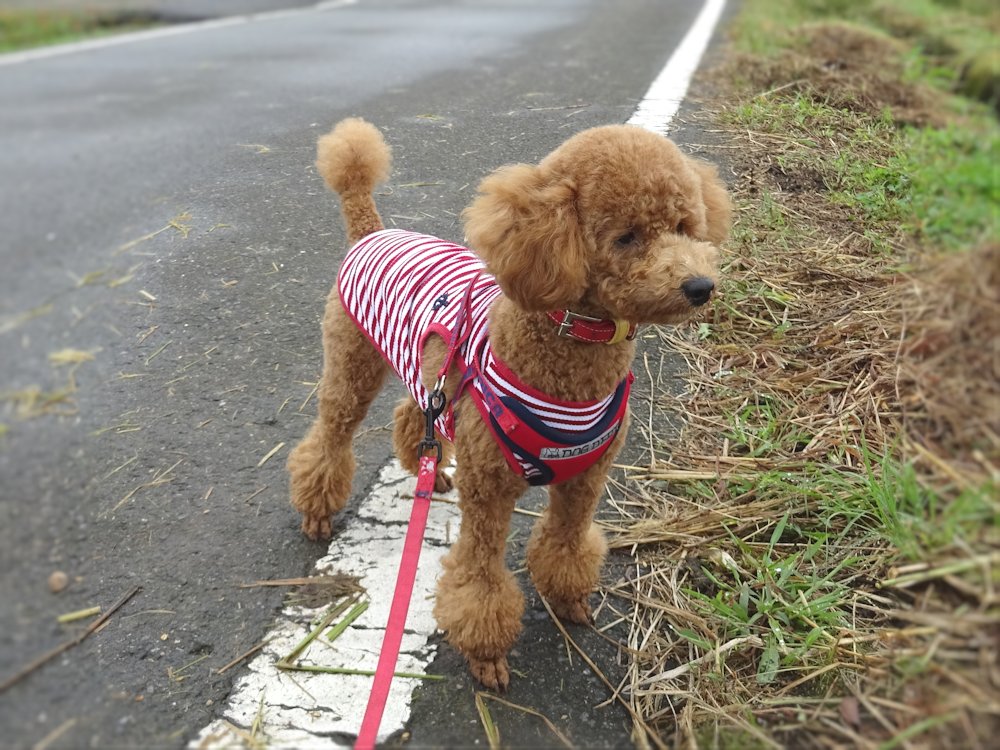 トイプードル はな 生後1歳2ヶ月 自転車deフィットネス 愛犬はな日記