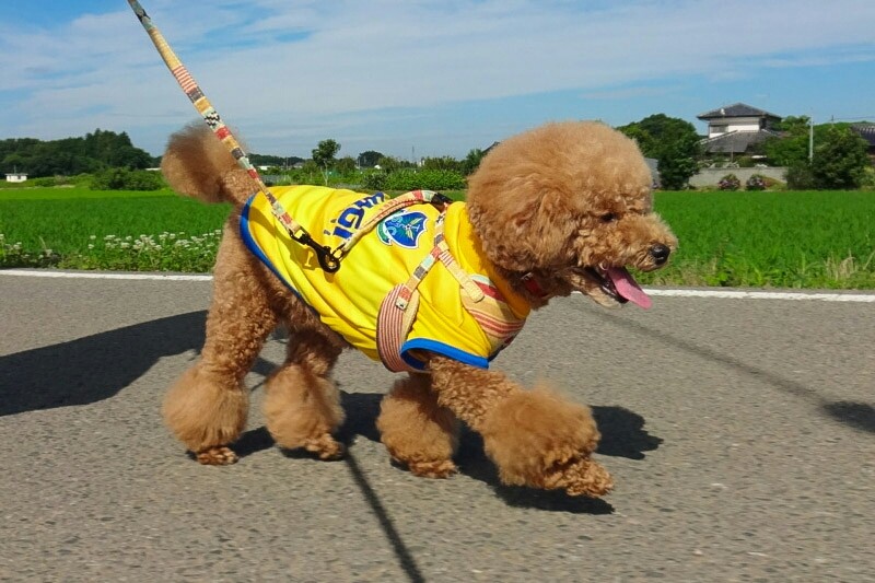 トイプードル はな 生後1歳11ヶ月 自転車deフィットネス 愛犬はな日記