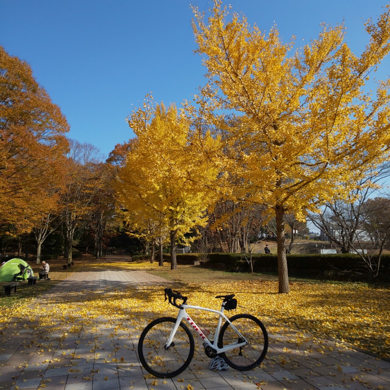 真岡市 井頭公園 自転車deフィットネス 愛犬はな日記 真岡市 井頭公園 自転車deフィットネス 愛犬はな日記