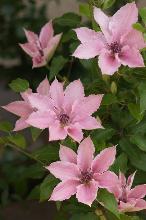 クレマチス その３ タマちゃんの写真