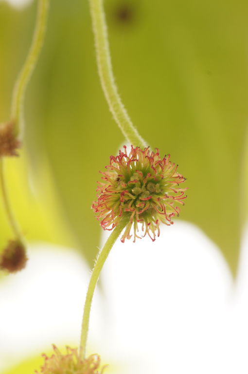 プラタナス 鈴懸 の花 タマちゃんの写真