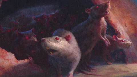 Rat