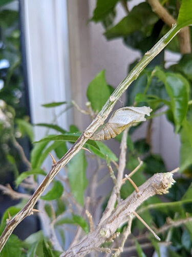 揚羽蝶 日野美子の日記