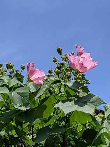 芙蓉と木槿 日野美子の日記