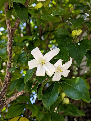 香り 日野美子の日記