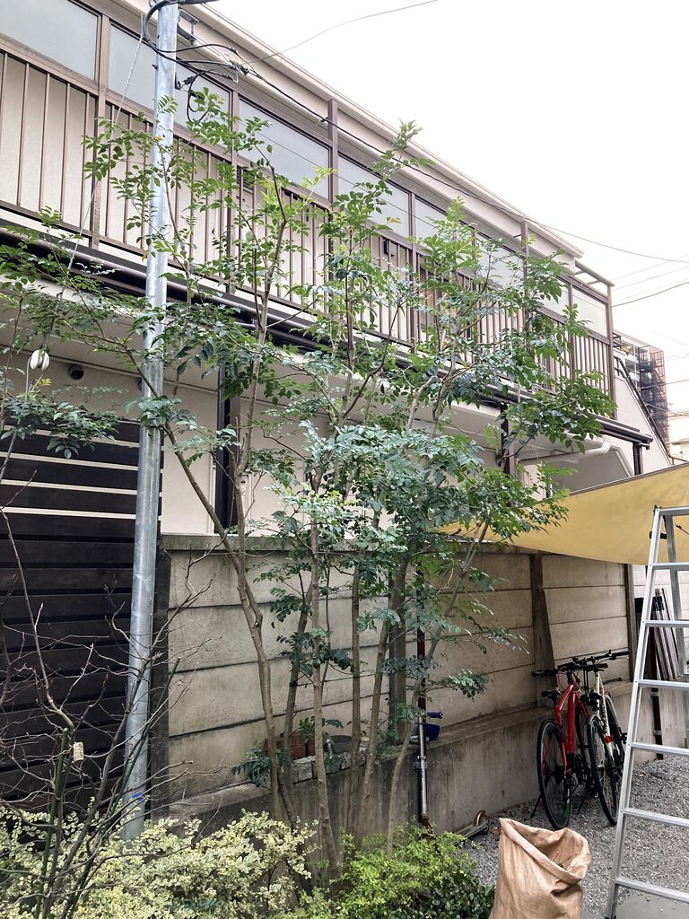 庭木の剪定 シマトネリコ Dimyselfのblog 庭木の剪定 シマトネリコ Dimyselfのblog