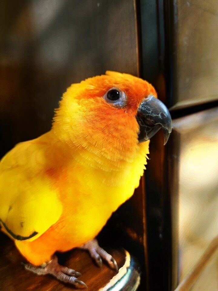 かわいいにもほどがあるコガネメキシコインコ 大阪ちょっとした広報部
