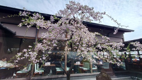 【堺カフェ】やっと桜を見ながらお茶できました@桜珈琲