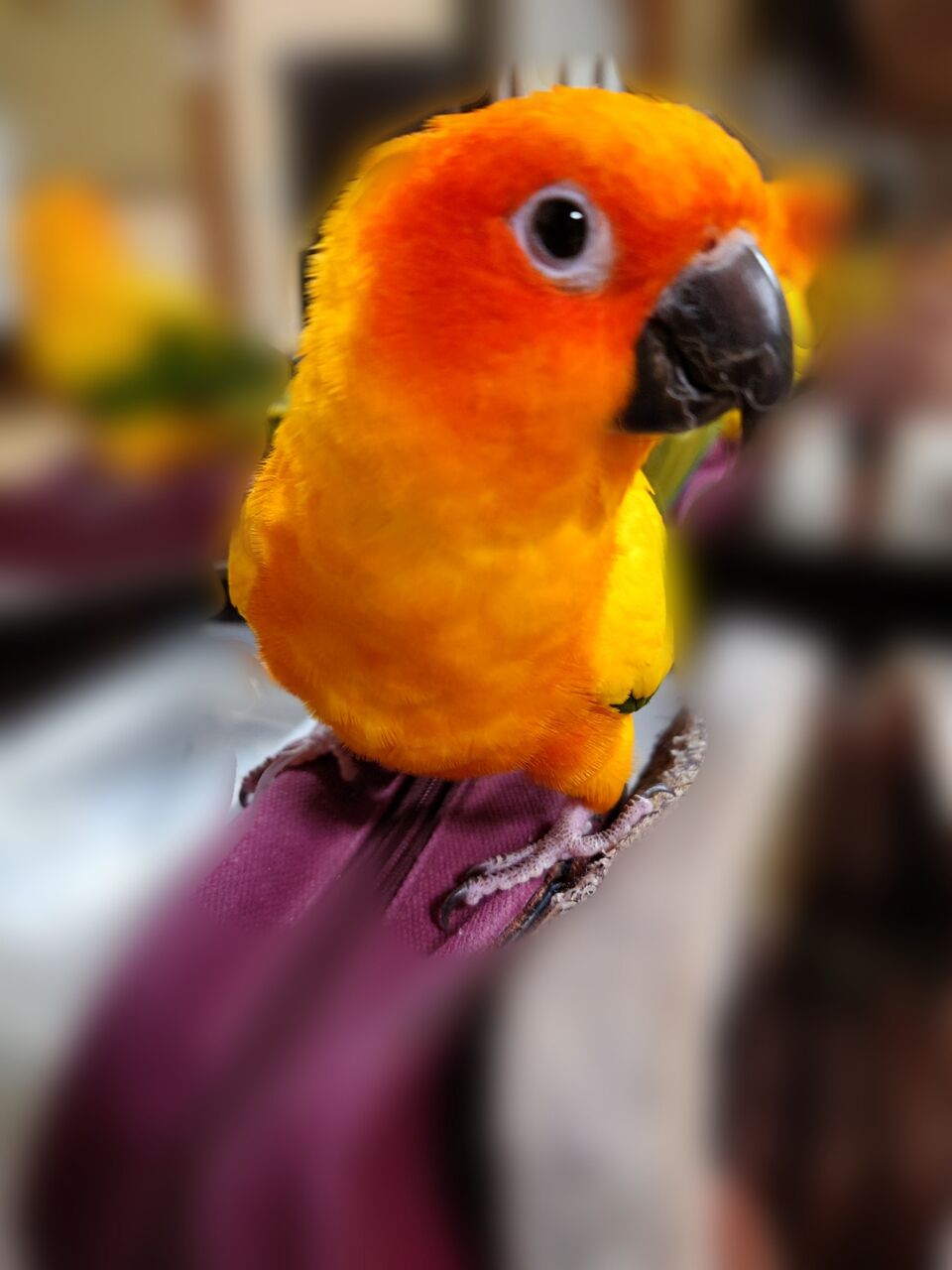 インコだより ピンボケでもかわいいコガネメキシコインコ 大阪ちょっとした広報部