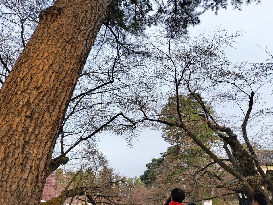 IMG20250419171225