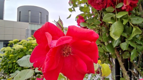 IMG_20220702_132206