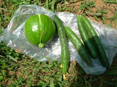 胡瓜の両性花 市民菜園から始める野菜生活