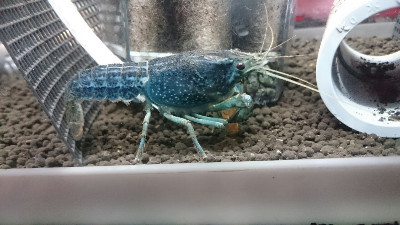 シザーの色ツヤ ザリガニ人生