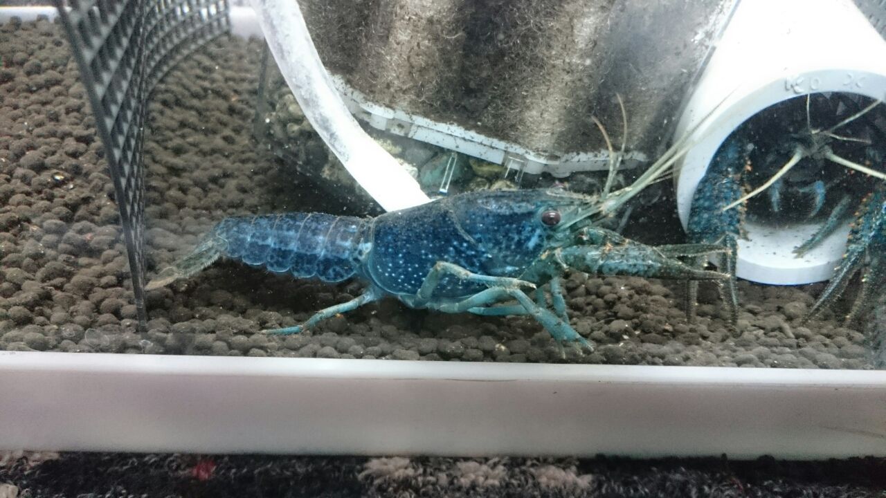 シザーのペアリング ザリガニ人生