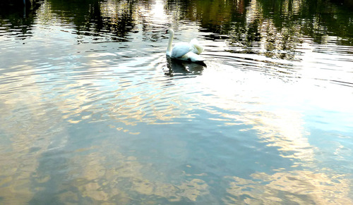 白鳥 荒川自然公園21n10g18n3b