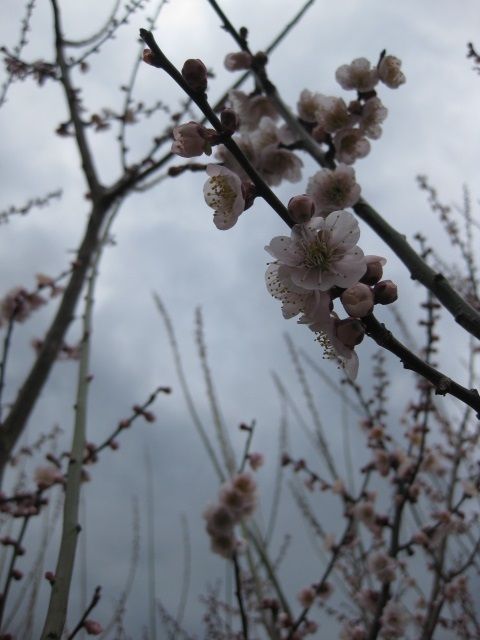 18年03月 ひとひらの言葉 18年03月 ひとひらの言葉