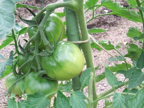 2019_06270004
