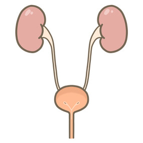 urinary-tract-internal-organs-thumbnail
