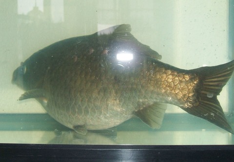 abeda20f-s
