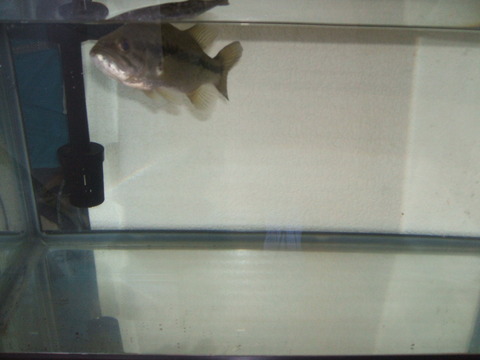 Black Bass飼育 海彦 山彦の白秋日記
