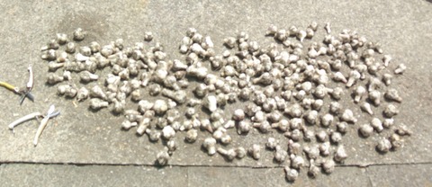 2023_06170001 パノラマ写真